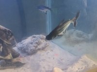 Astranot ve köpek balıkları