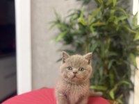 Özel Renk Brıtısh Shorthair Yavrularım