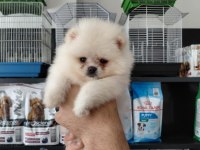 Pomeranian Boo Erkek Yavrularımız