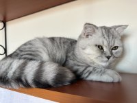 Fold iki oğlan scottish fold