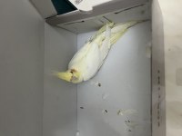 3 aylık erkek lutino sultan papağanı