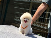 Pomeranian Boo Yavru