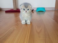 Blue Golden Scottish Fold Dişi