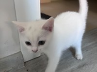2 aylık british shorthair bebişlere yuva arıyorum