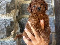 Toy poodle red