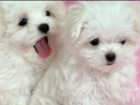 Yavru maltipoo yavrularımız