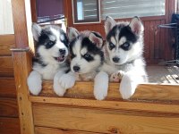 SON 1 ERKEK 2 DİSİ ÖMÜR BOYU IRK GARANTİLİ HUSKY