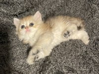 Anne Baba Şecereli Golden Safkan British Longhair Dişi