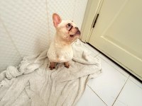 Dişi lilak tan platinum french bulldog