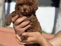 Orjinal red toy poodle