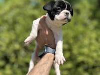 Sevimli ve Maskeli French Bulldog Yavrularım