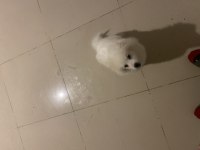 Pomeranian boo köpeği