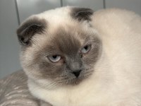 SAKİN UYSAL VE SEVECEN KEDİMİZ BALIM