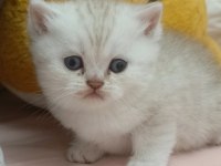 Scottish fold yavru kedimiz