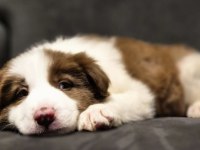 Showline border collie yavrumuz