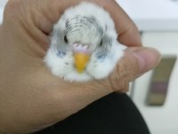 4 aylık muhabbet kuşu dişimiz