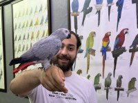 200 KELİME KONUŞAN FULL EVCİL JAKO PAPAĞANI
