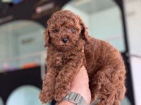 Petmode köpek çiftliğinde ziyarete açık toy poodle