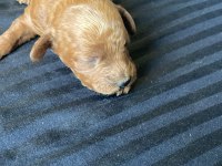 1 dişi ve 1 erkek poodle 10 günlükler rezerveye açıklardır