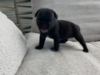 A Kalite Safkan Pug Yavruları