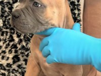 FCI-KIF ŞECERELİ SAFKAN CANE CORSO YAVRULAR (FORMENTİNO)