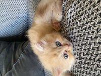 British Longhair Ve Shorthair