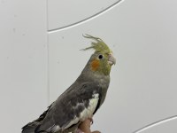 Sultan Papağanı Sahiplendirilecek