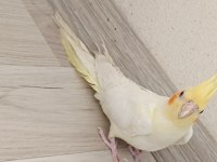 Kırmızı göz lutino erkek sultan papağanı