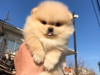 Üst kalite ayı surat pomeranian bebekler
