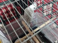 Evcil sultan papağanı yavruları