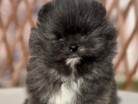 Orjinal tam ayı surat garantili pomeranian yavrularım