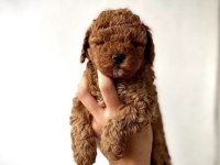 Red Toy Poodle Yavrularım