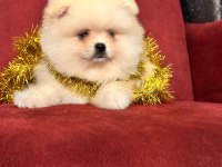 Pomeranian boo ayı surat yavrularımız