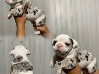 Fransız bulldog yavrularımız erkek dişi mevcut