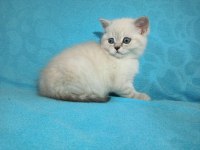 SAFKAN BRİTİSH SHORTHAİR YAVRULAR