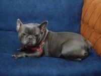 2 yaşında kızanı yakın french bulldog