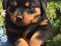 Rottweiler Köpekler İçin Ulaşın