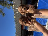 toy poodle yavrularım
