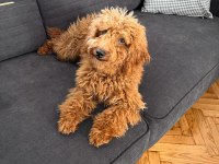 5 aylık olan poodle yavrumuzu sahiplendirmek istiyoruz
