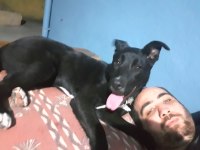 Labrador melezi Hera yuva arıyor