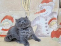 Oyuncu Yavru British Shorthair