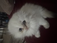 Kartopu maviş gözlü scottish fold