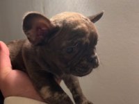 Renk Ve Anatomi Güzeli Exotic French Bulldog Yavrular