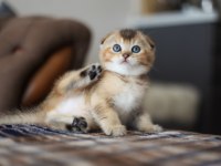 Top kafa scottish fold yavru
