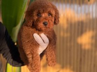 Toy poodle köpekleri