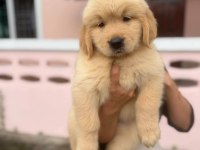 Babyface Küt Burun Erkek Ve Dişi Golden Retriever