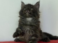 Maine coon black smoke erkek yavru