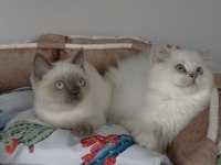 Maviş British shorthair/ Longhair bebeğim 