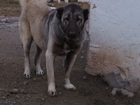 Kangal yavrusu