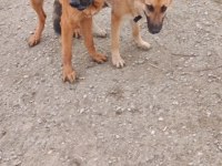 10 Aylık Alman Çoban Köpeği (Workline- Show line) Melez